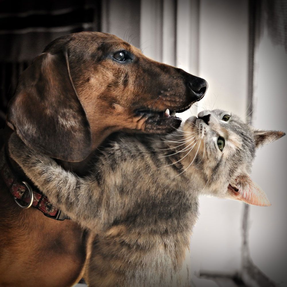 Cat Hugging the Dog - Eufaula, AL - Gardner Animal Hospital