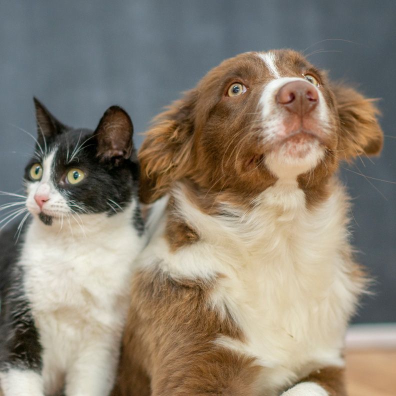 Brown Dog and A Cat - Eufaula, AL - Gardner Animal Hospital