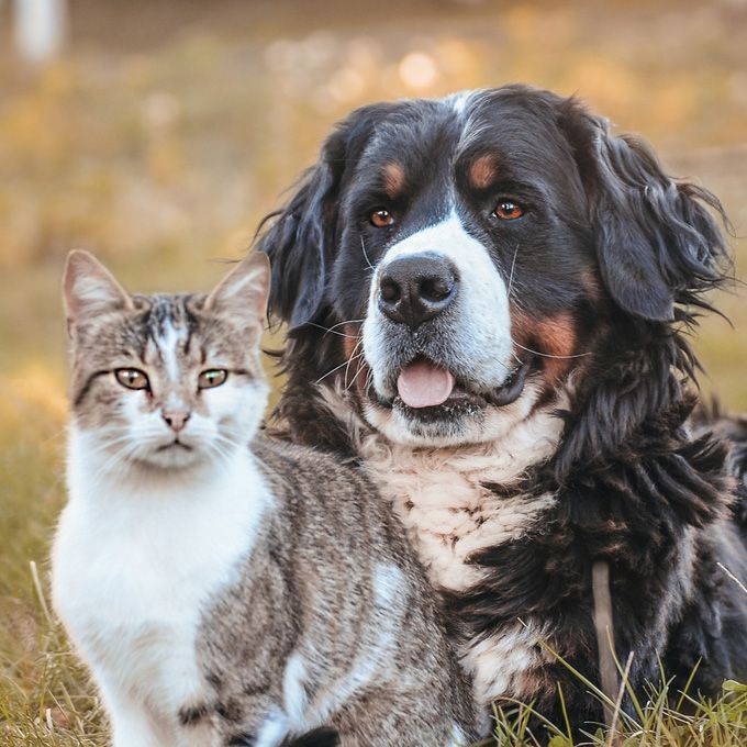 Dog and Cat Sitting in The Grass - Eufaula, AL - Gardner Animal Hospital