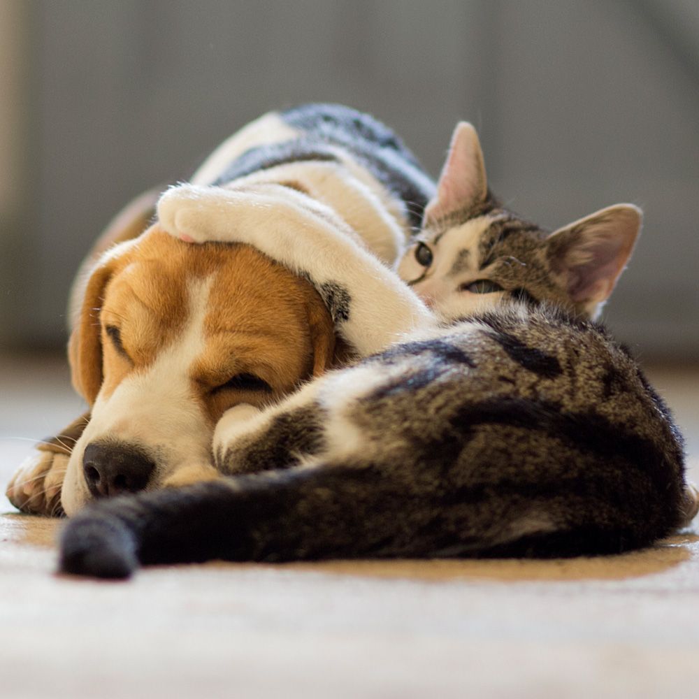 Sweet Cat and Dog - Eufaula, AL - Gardner Animal Hospital