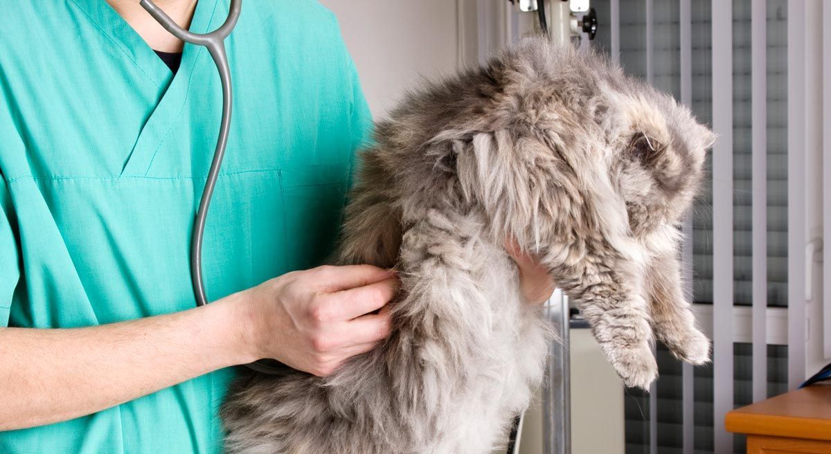 Cat Checkup - Eufaula, AL - Gardner Animal Hospital