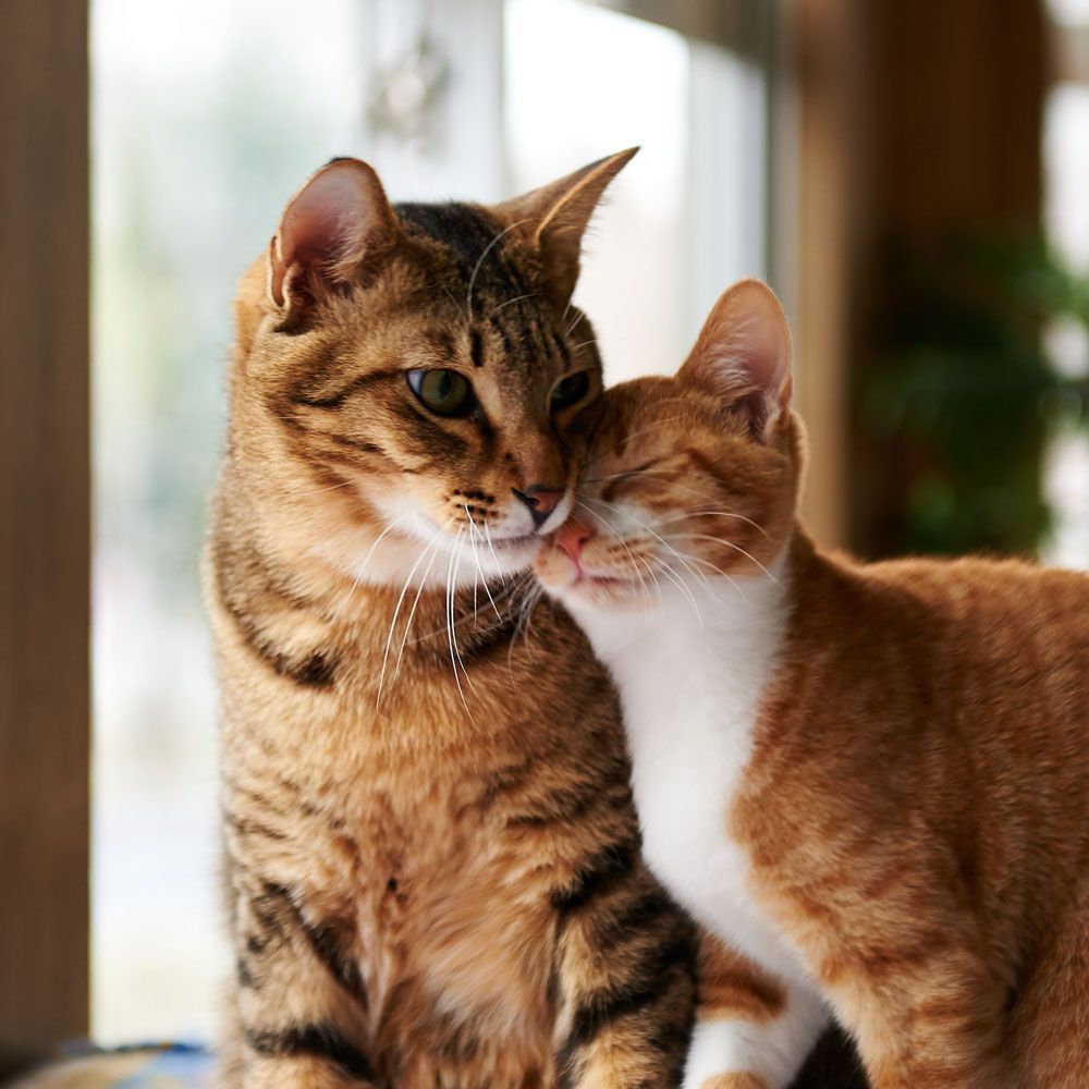 Two Cats - Eufaula, AL - Gardner Animal Hospital