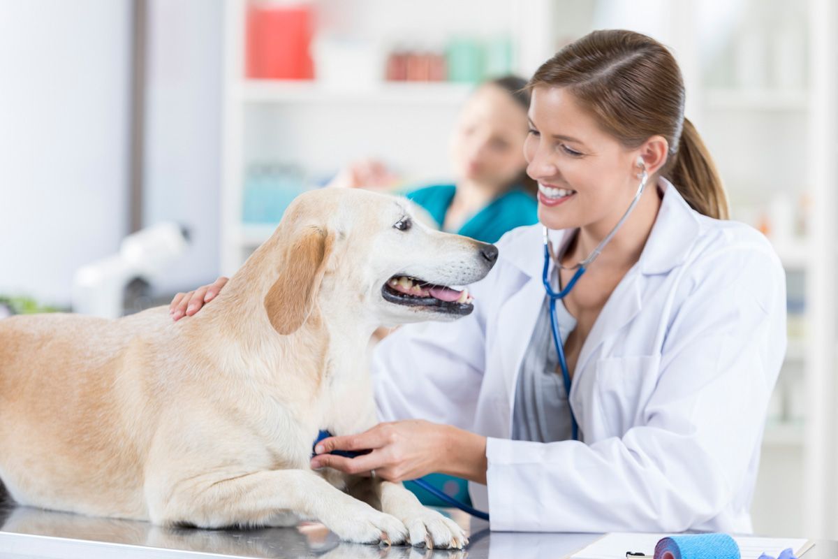 Dog Checkup - Eufaula, AL - Gardner Animal Hospital