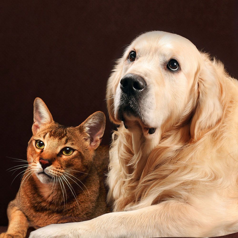 Cat and A Dog Sitting Side by Side - Eufaula, AL - Gardner Animal Hospital