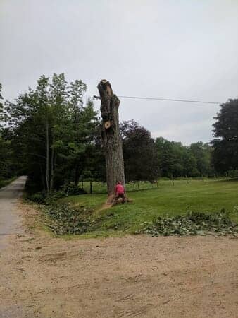 Removing Tree - Tree removal in Gilford, NH