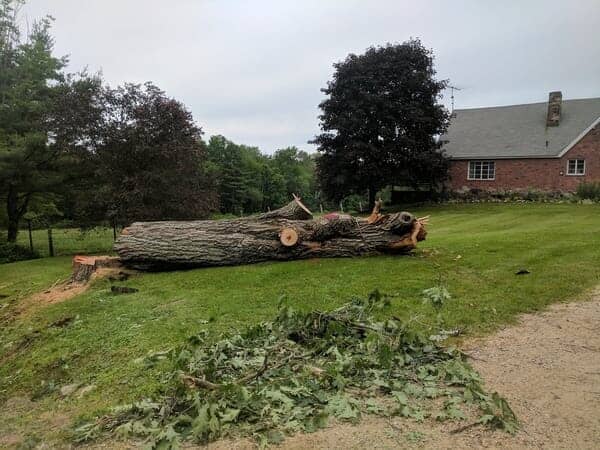 Cut Down Tree - Tree removal in Gilford, NH