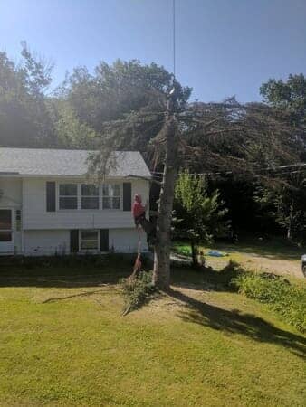 Staff Cutting Down the tree - Tree removal in Gilford, NH