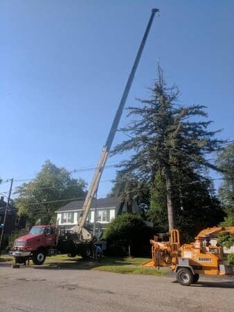 Supporting the tree - Tree removal in Gilford, NH