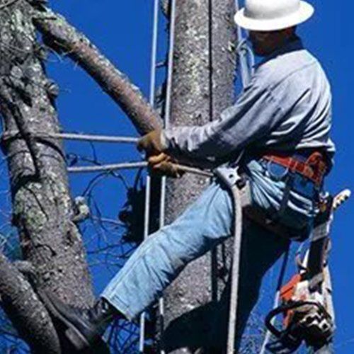 A Man Climbing On The Tree — Jacksonville, FL — Big Bens Tree Service