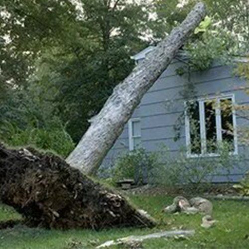 Tree Fell On The House — Jacksonville, FL — Big Bens Tree Service