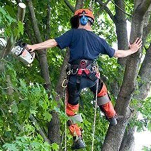 A Man Trimming The Tree Using Chainsaw — Jacksonville, FL — Big Bens Tree Service