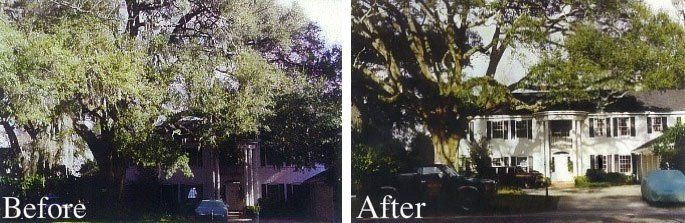 Tree Trimming Before and After — Jacksonville, FL — Big Bens Tree Service