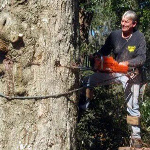 A Man Cutting A Big Tree Using Chainsaw — Jacksonville, FL — Big Bens Tree Service