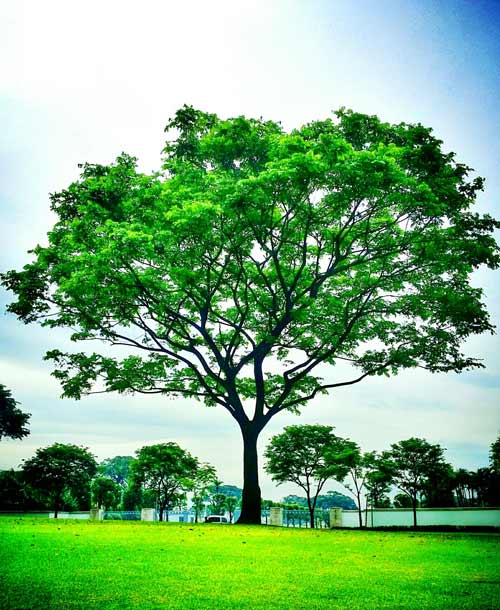 Beautiful Tree — Jacksonville, FL — Big Bens Tree Service