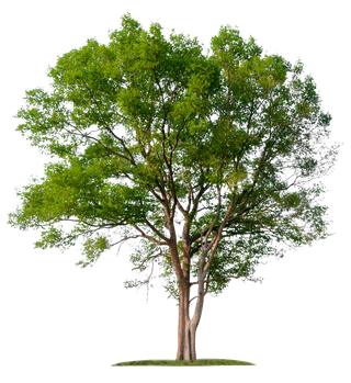 Tree — Jacksonville, FL — Big Bens Tree Service