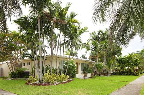 Palm Tree Around The House — Jacksonville, FL — Big Bens Tree Service