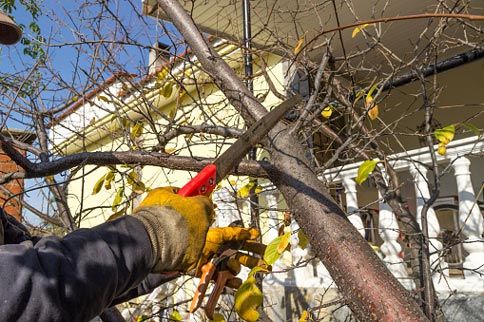 Branch Pruning — Jacksonville, FL — Big Bens Tree Service