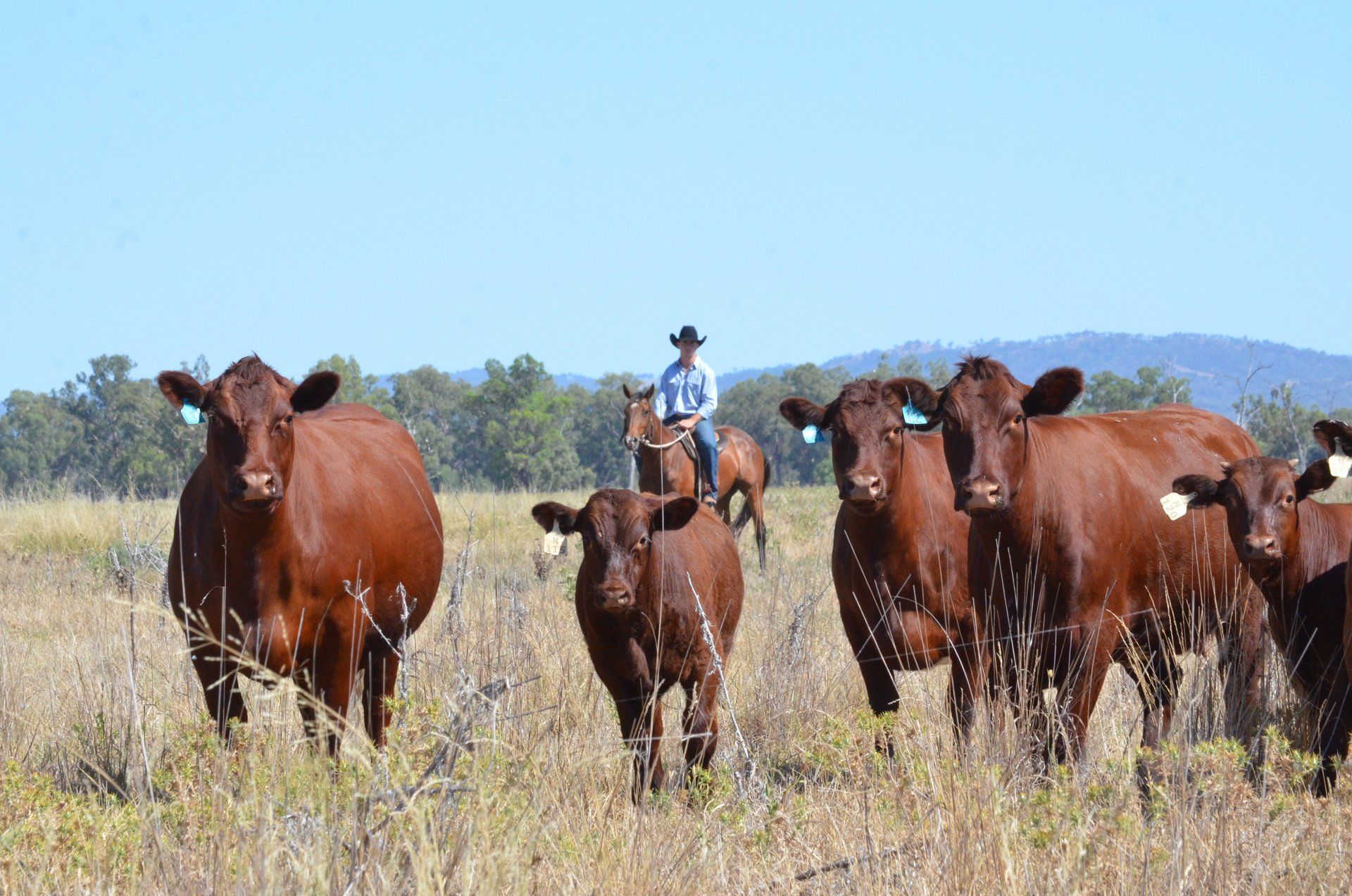 Dark cattle with J at back