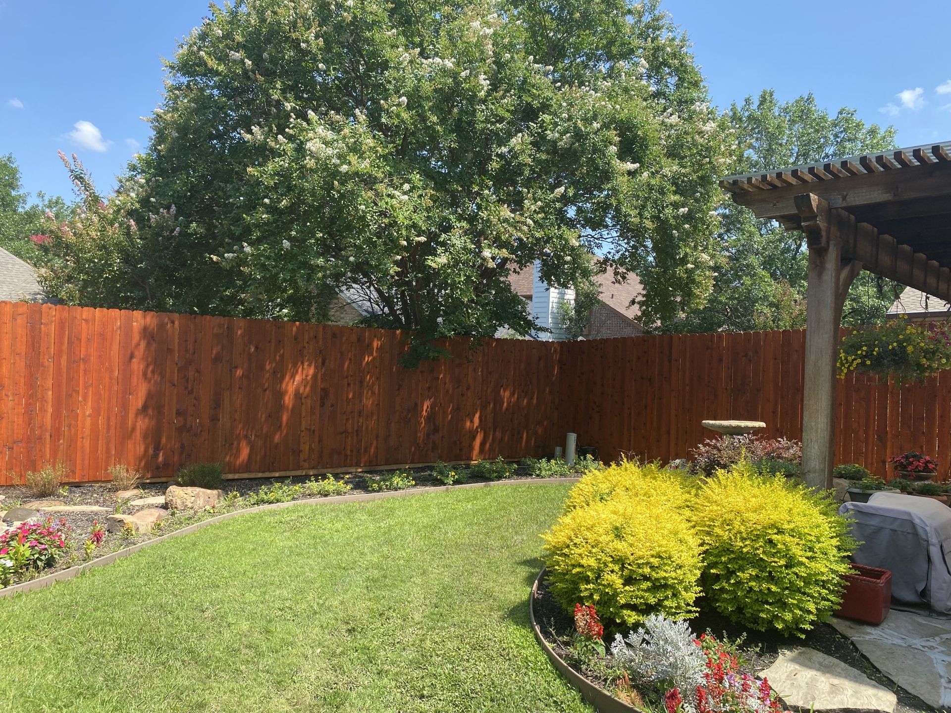 Lush backyard with red-stained fence, green lawn, yellow shrubs, and a pergola on a sunny day.