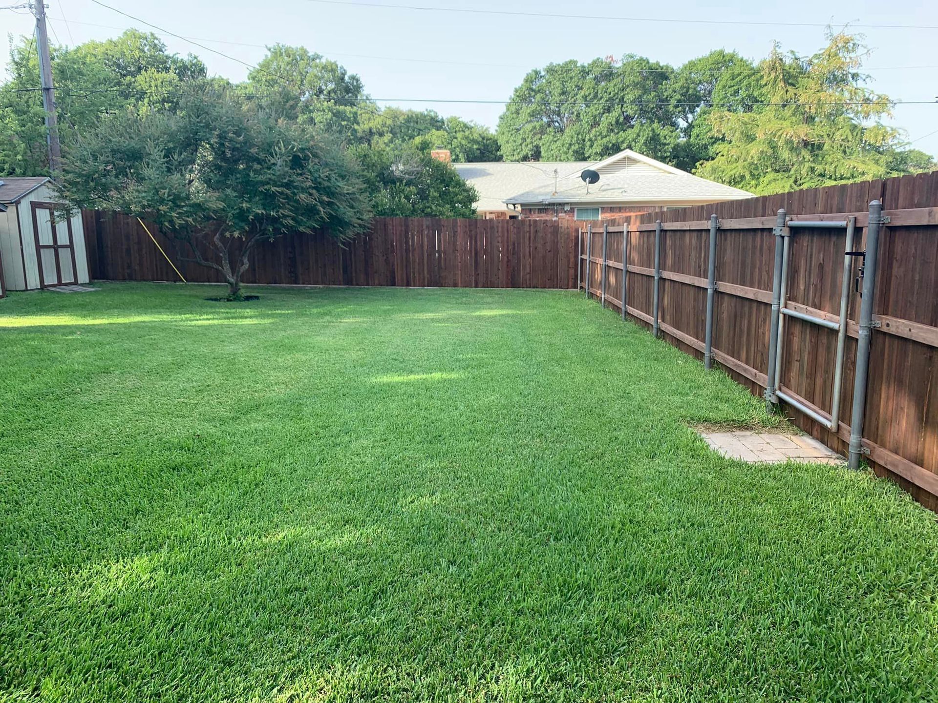 A grassy backyard with a brown fence, shed, and tree under a bright blue sky.