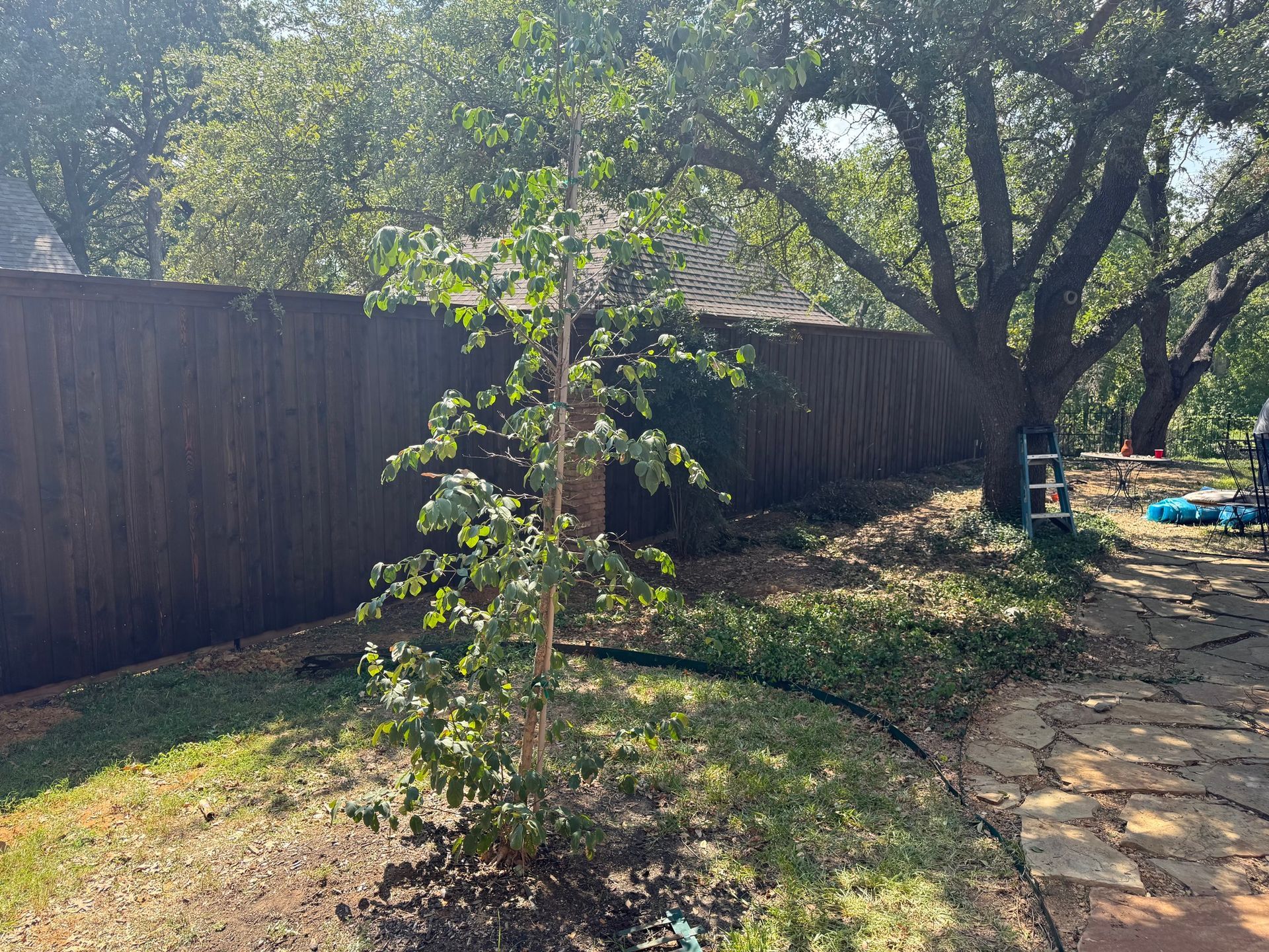 Young tree in a sunny backyard with a brown fence, lawn, and a stone path.