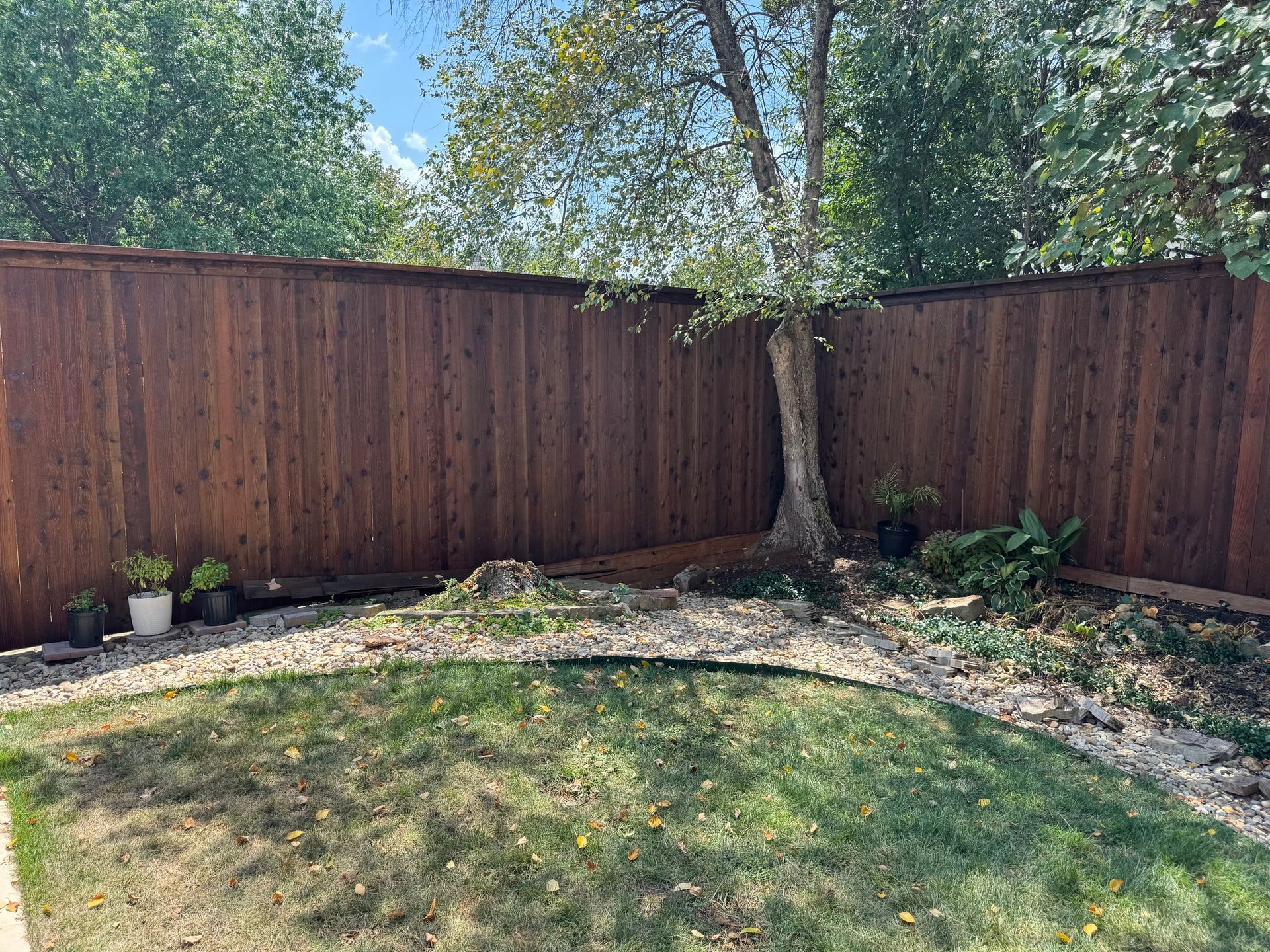 A wooden fence encloses a backyard with a tree, grass, and small plants.