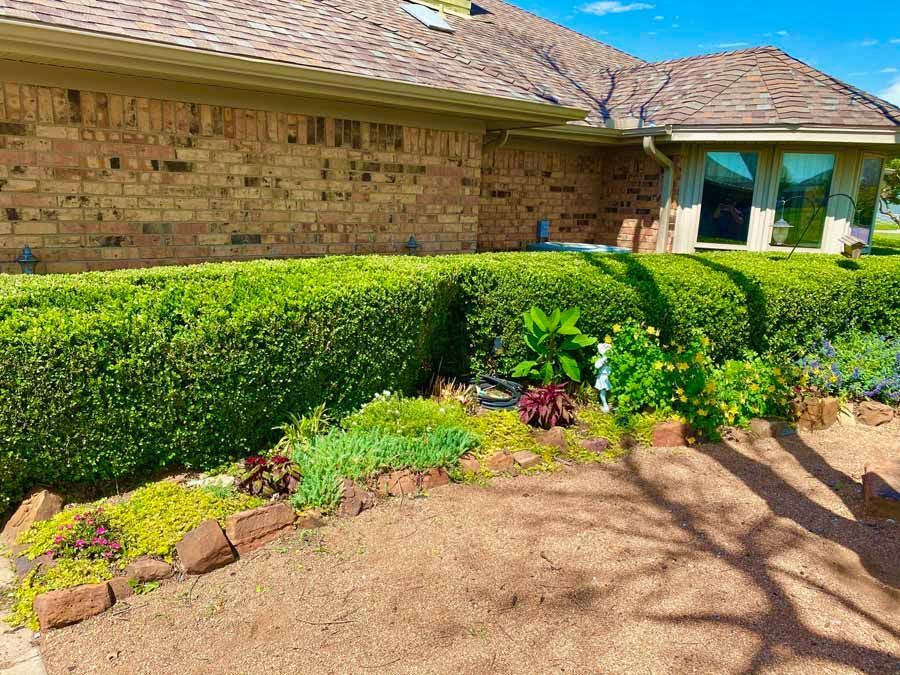 A manicured hedge sits in front of a brick house with a mulch-covered garden bed containing assorted green plants.