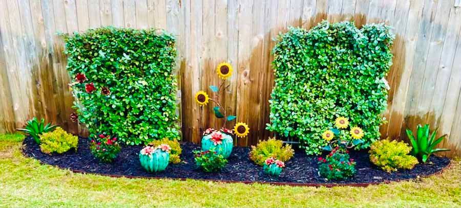 A garden bed against a wooden fence with two rectangular shrubs, metal sunflower stakes, potted plants, and dark mulch.