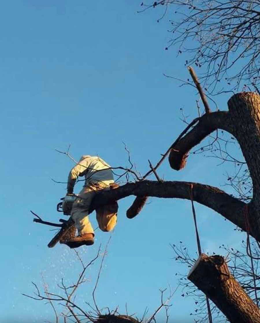 A person in protective gear uses a chainsaw to cut a branch while perched high in a tree against a blue sky.