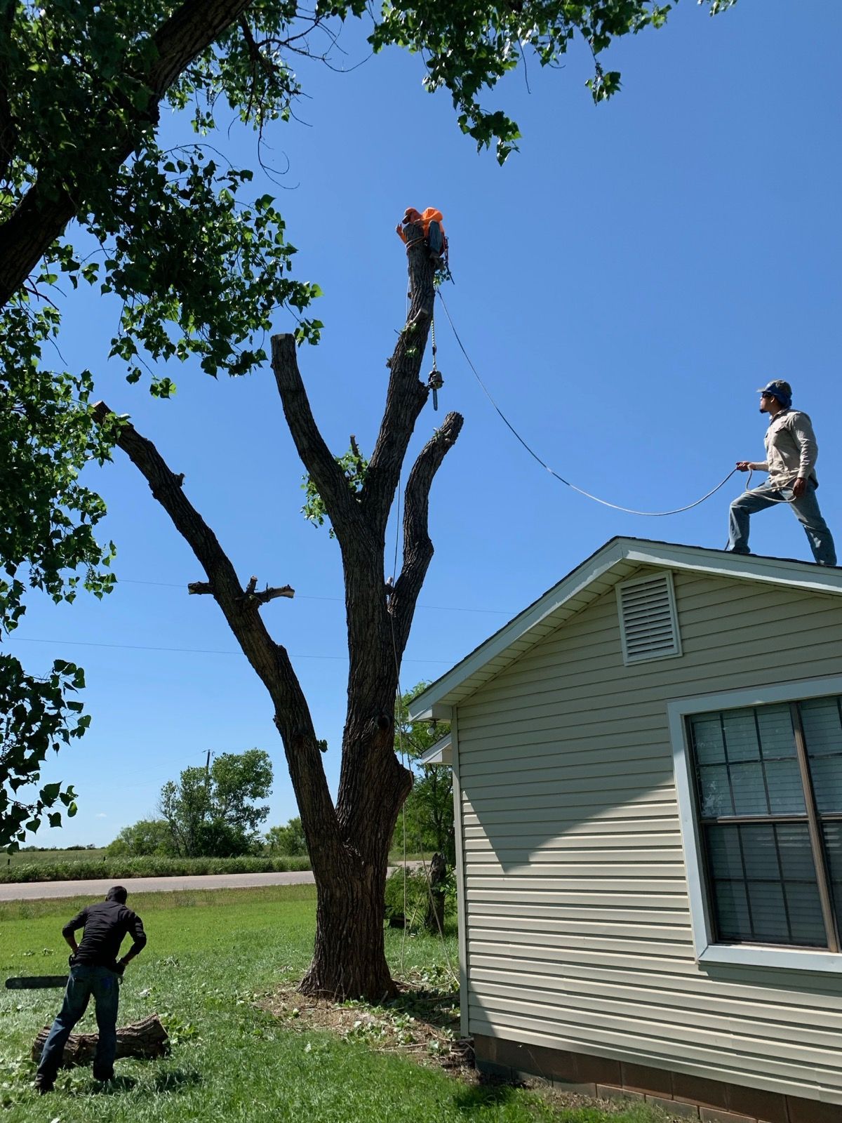 Two people working to remove a tall tree located directly next to a house with light-colored siding on a sunny day.
