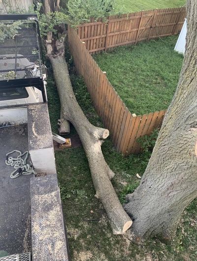 STUMP AND TREE REMOVAL