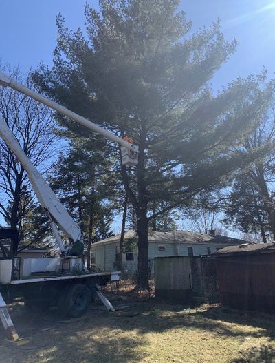 WARRENVILLE TREE TRIMMING FROM A CERTIFIED ARBORIST