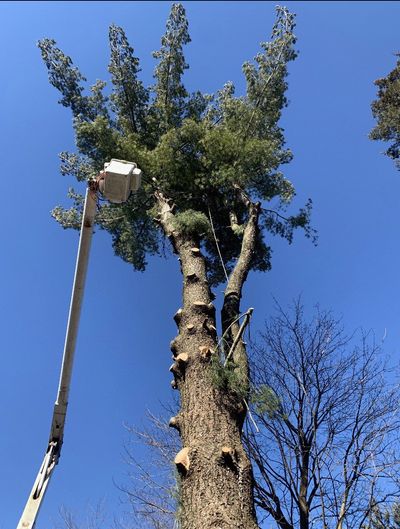 WARRENVILLE TREE PRUNING FROM A CERTIFIED ARBORIST
