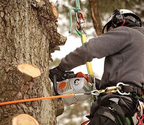 STATE OF THE ART EQUIPMENT REASONABLE RATES FOR QUALIFIED TREE CARE