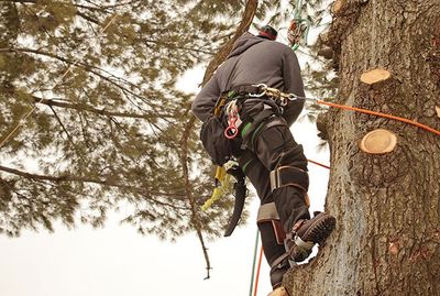 EVERYTHING YOU NEED IN A TREE CARE SERVICE PROVIDER