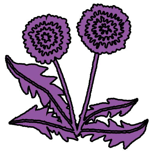 Purple dandelion flowers and leaves.