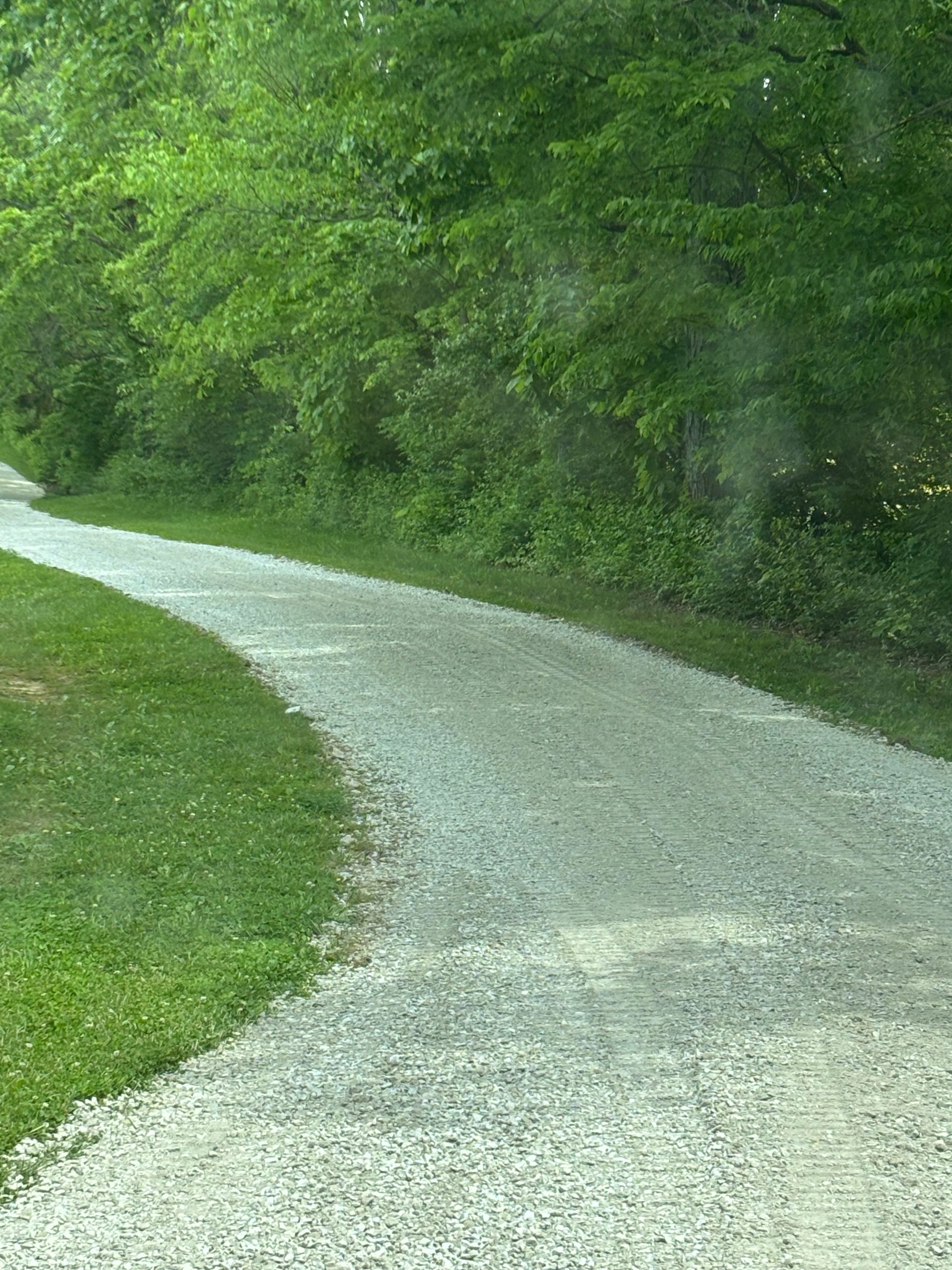 Gravel path curving through a green wooded area