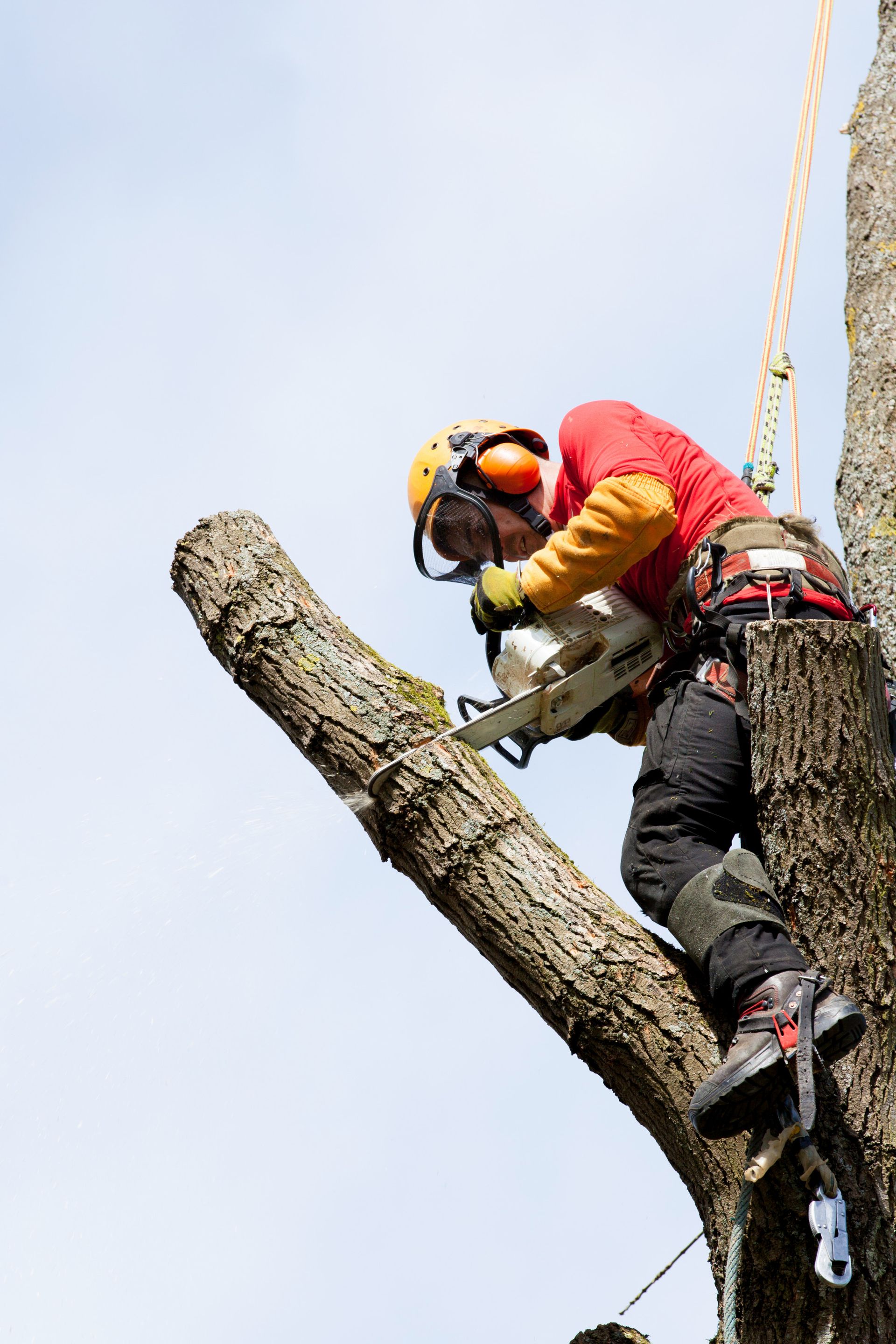 Tree Services