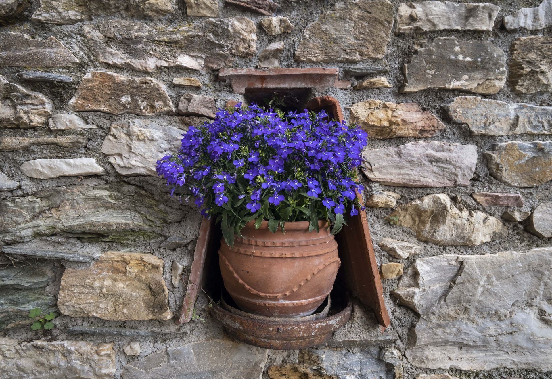 A terracotta pot with blue flowers in a niche carved into a stone wall.