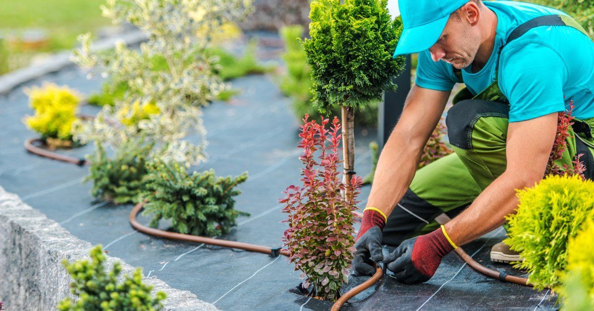 A landscaper is installing a remote irrigation system around newly planted bushes and plants within a client’s landscape.