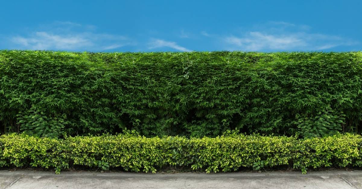 A dense green hedge with layered foliage sits against a clear blue sky, bordered by a shorter row of yellow-green shrubs.