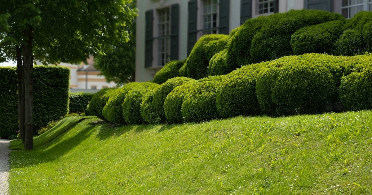 A neatly manicured, sloped lawn with sculpted, rounded bushes and lush landscape near a residential building.