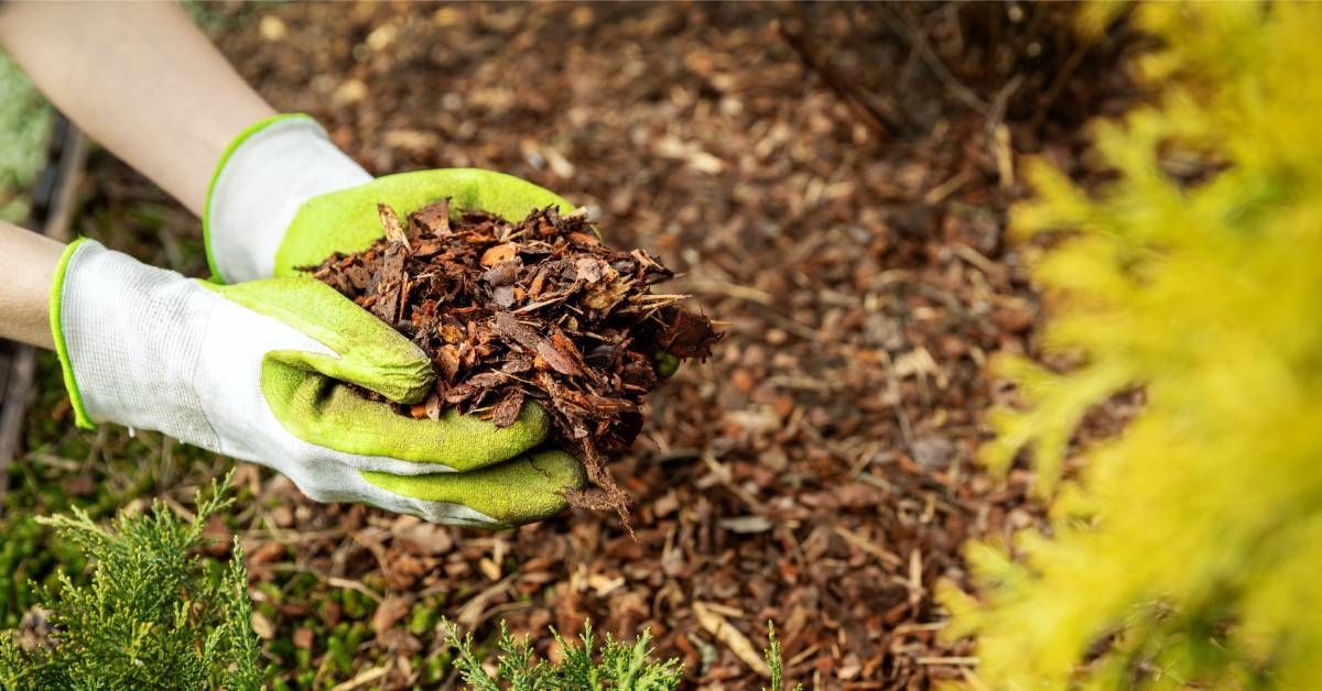 A pair of gloved hands holding brown mulch over a mulched garden bed with green plants around the edges.