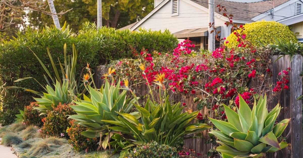 A lush front yard with vibrant green succulents, bird of paradise plants, and blooming red flowers a