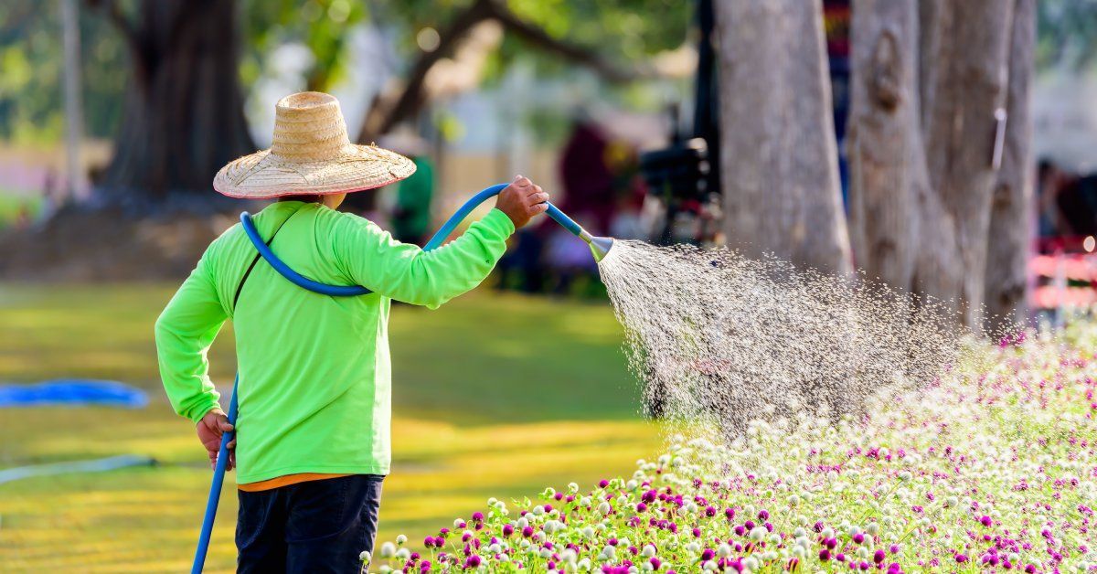 A person watering some bushes, surrounded by shrubs and trees in a garden setting.