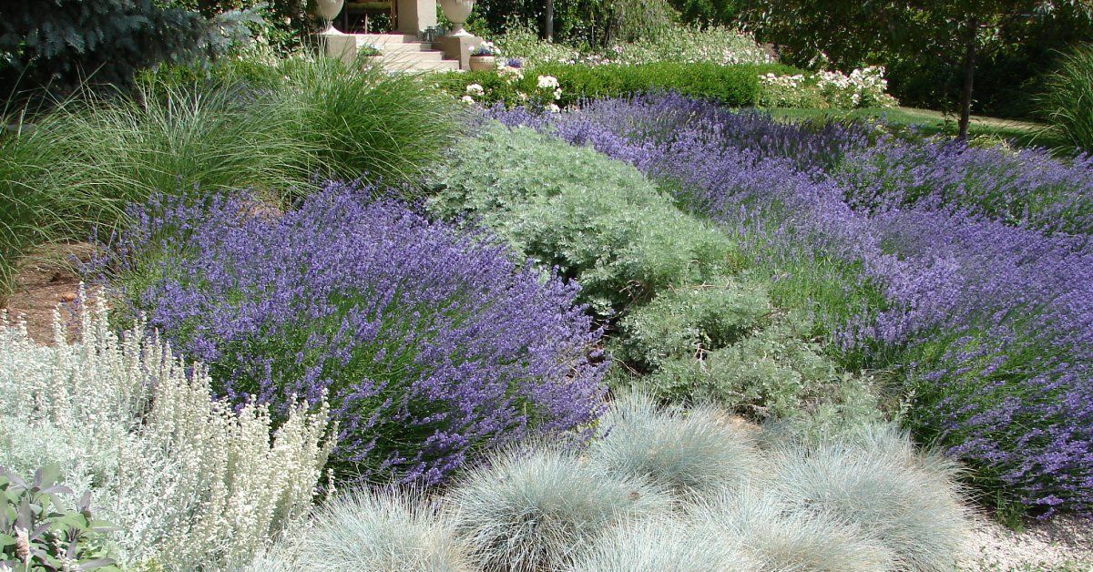 A vibrant drought-resistant garden featuring lavender, ornamental grasses, and silvery foliage.