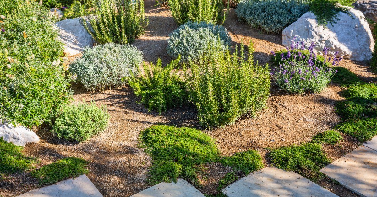 A drought-tolerant garden featuring lavender, rosemary, and sage plants surrounded by sandy soil, rocks, and stepping stones.