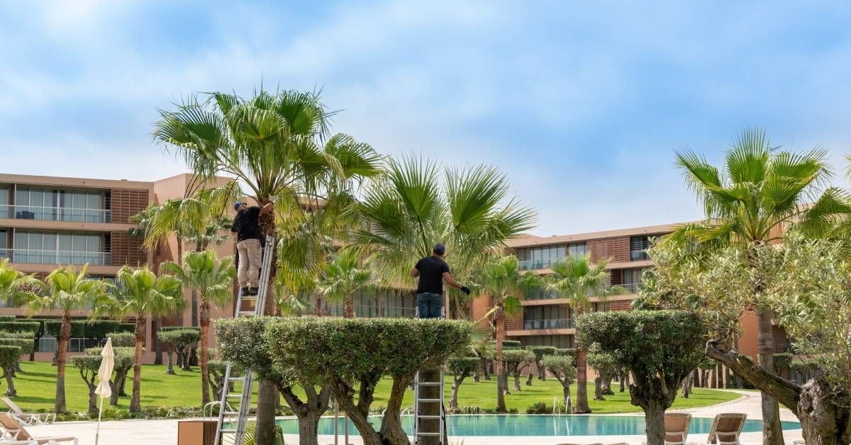 Two workers trimming palm trees on ladders in a landscaped resort area with a pool, lounge chairs, and modern buildings.