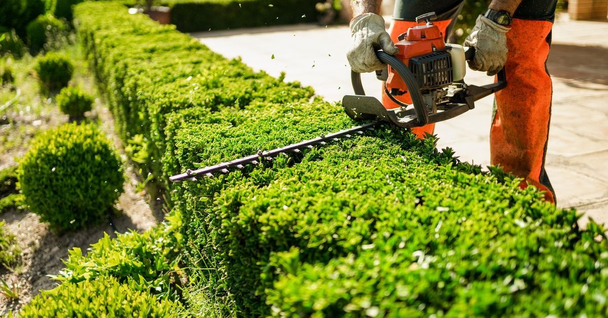 A professional landscaper taking an electric hedge trimmer to the bushes and shrubs. They're wearing work gloves.