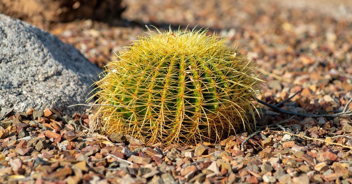 A spikey barrel cactus alone in the mulching. There's a gray rock behind it to the left and the mulch is small.